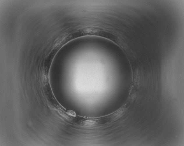 X0000077360176200610201332