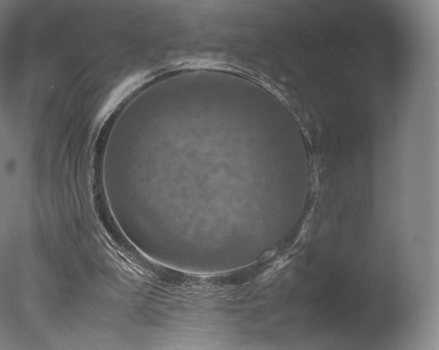 X0000077360199200610201331