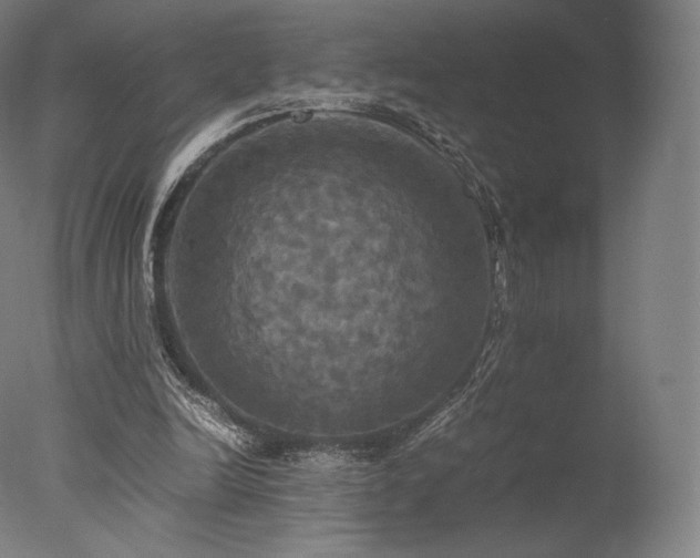 X0000077360246200610201330