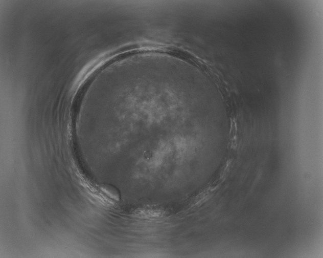 X0000077360247200610201330