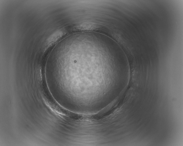 X0000077360254200610201330