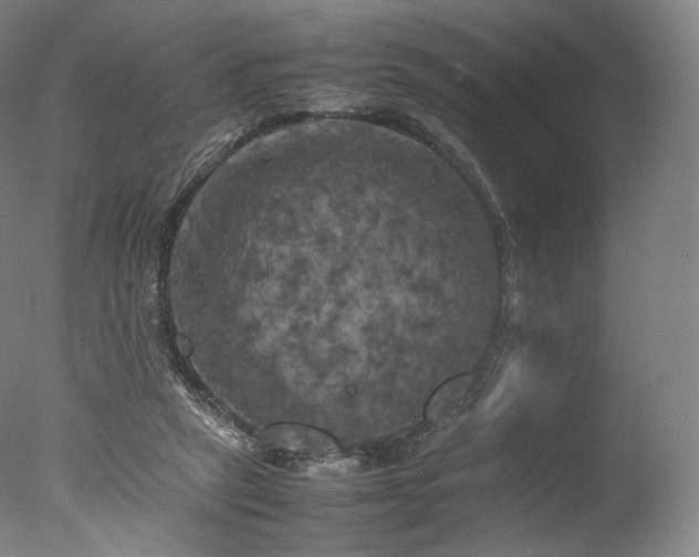 X0000077360257200610201330