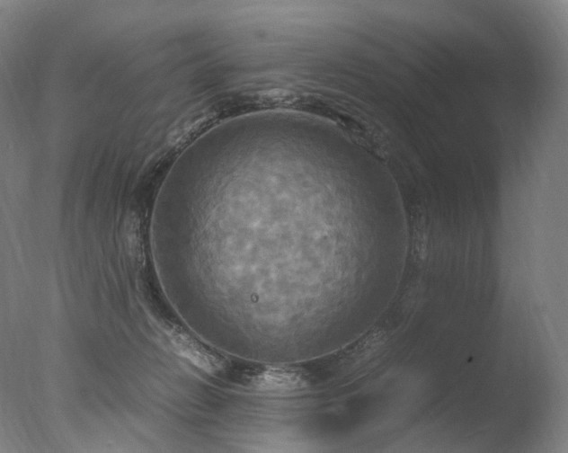 X0000077360270200610201330