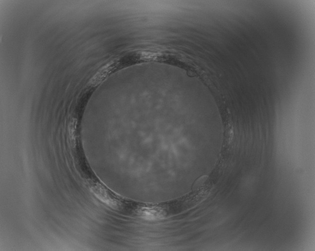 X0000077360275200610201330