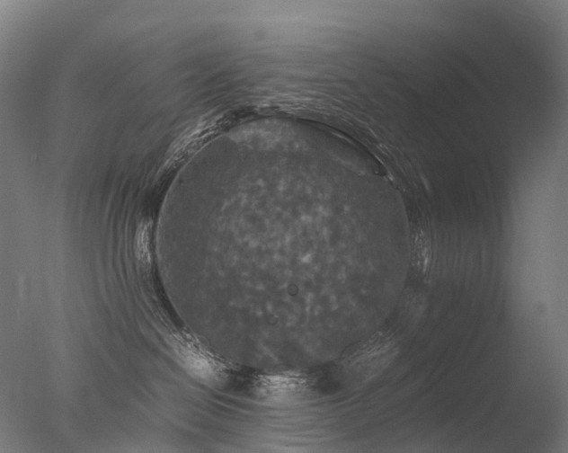 X0000077360286200610201330