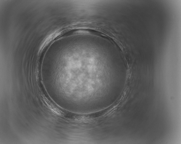 X0000077360293200610201330