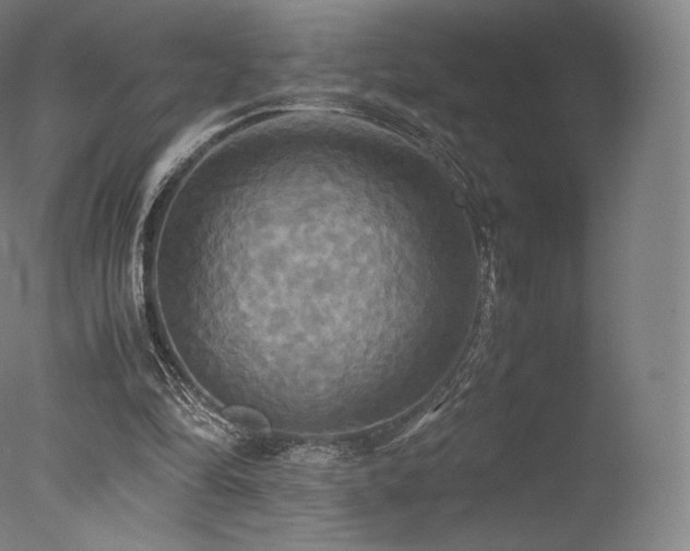 X0000077360294200610201330