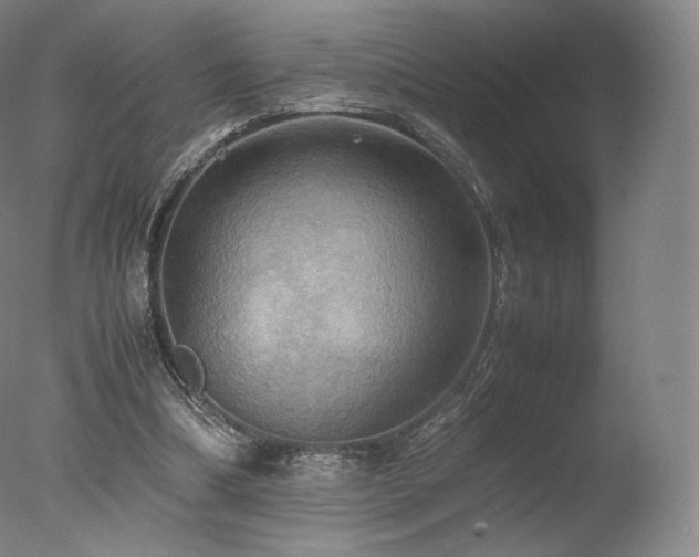 X0000077360298200610201330