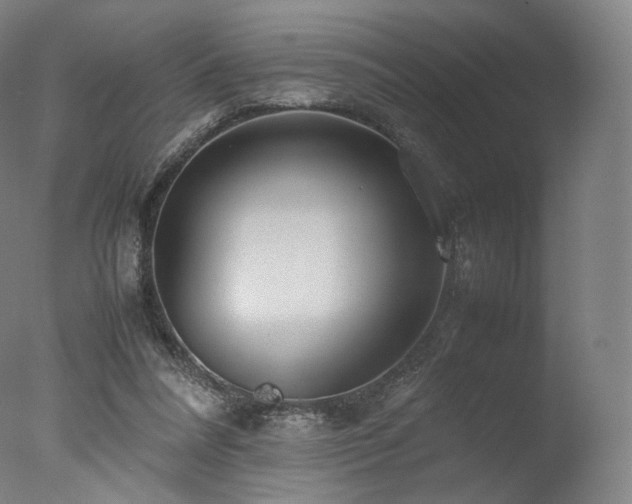 X0000077360304200610201329