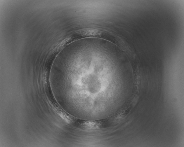 X0000077360326200610201329