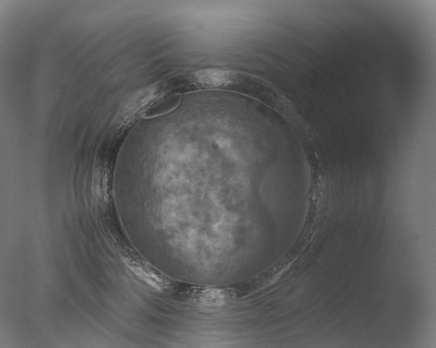 X0000077360330200610201329