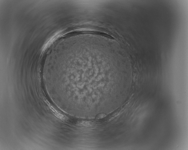 X0000077360341200610201328