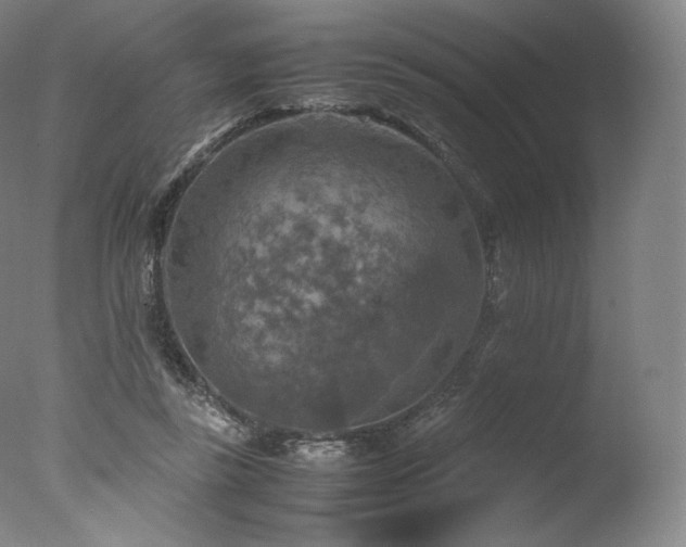 X0000077360355200610201328