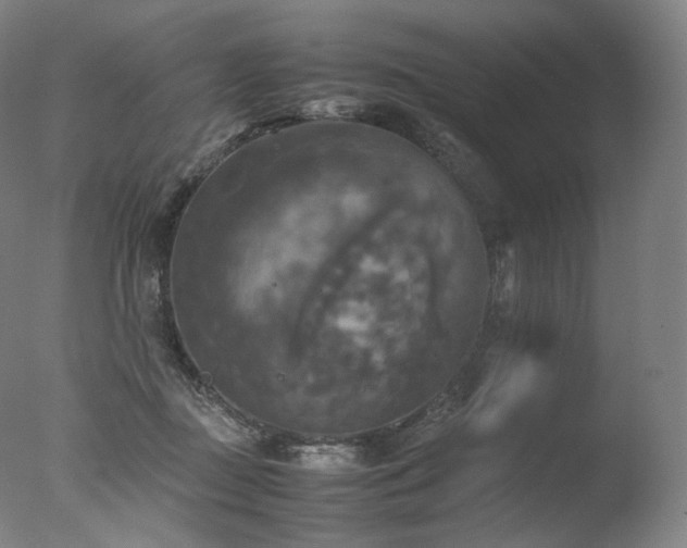 X0000077360363200610201329