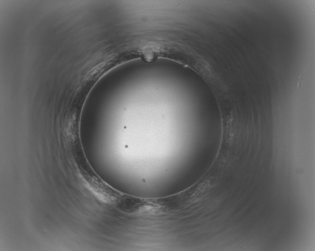 X0000077360364200610201329