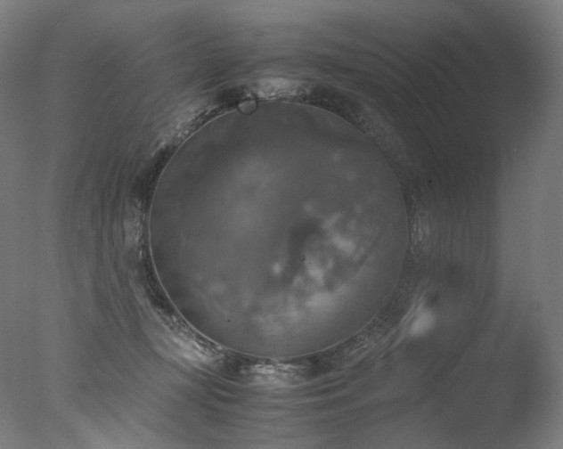 X0000077360367200610201329