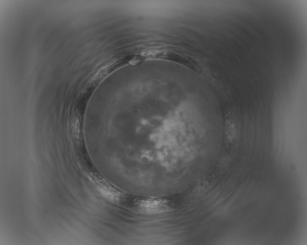 X0000077360375200610201329