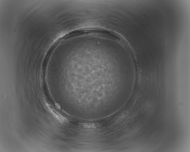 X0000077360439200610201327