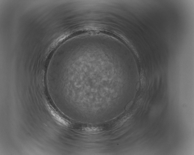 X0000077360445200610201327