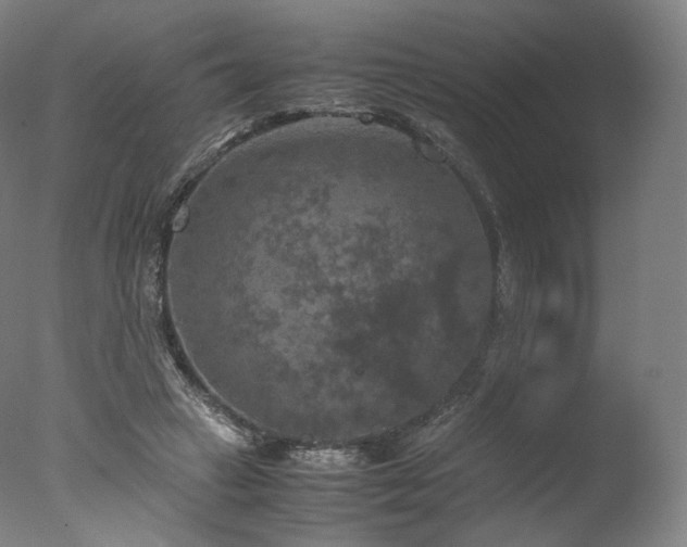 X0000077360449200610201327