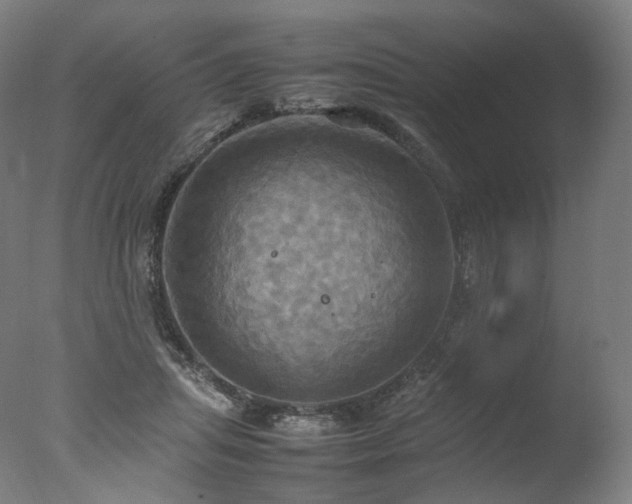 X0000077360455200610201327