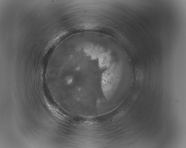 X0000077360542200610201325