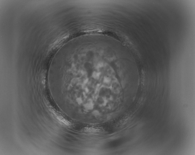 X0000077360545200610201325