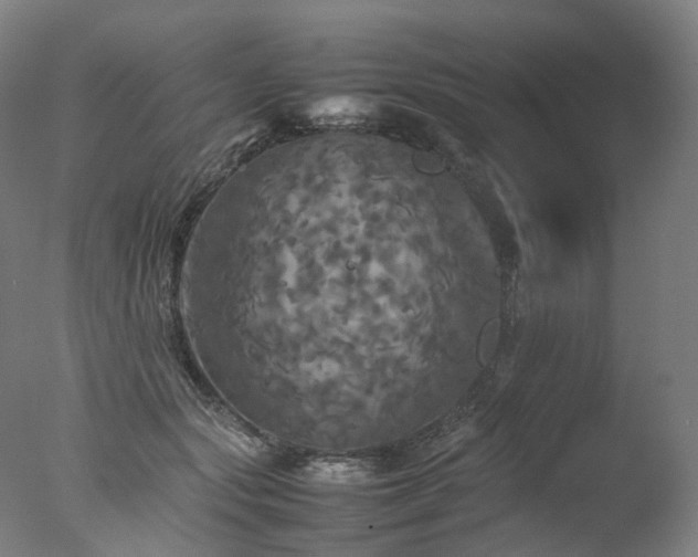 X0000077360557200610201325