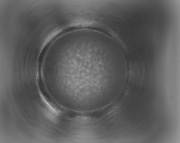 X0000077360582200610201325