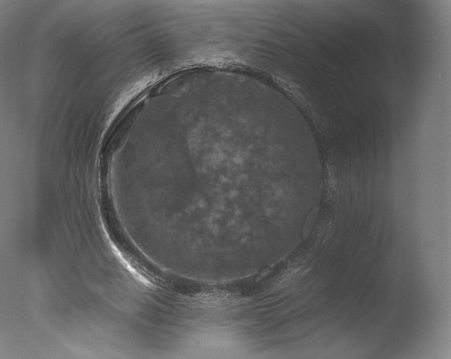 X0000077360630200610201323