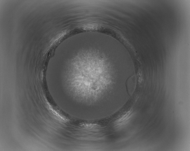 X0000077360637200610201323