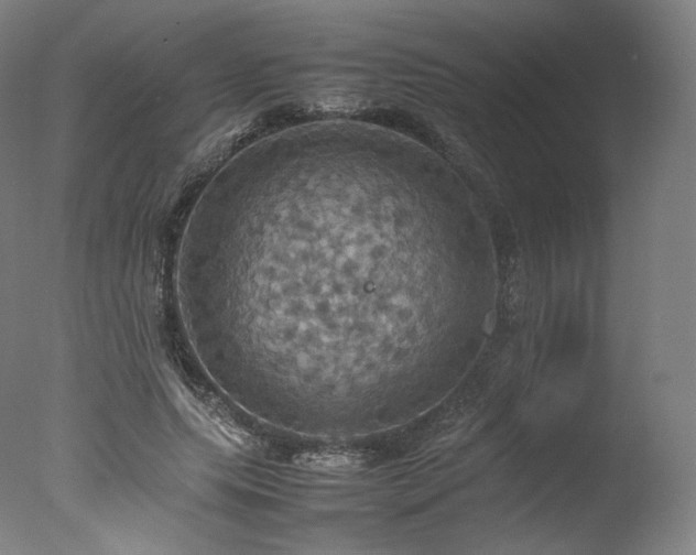 X0000077360639200610201323