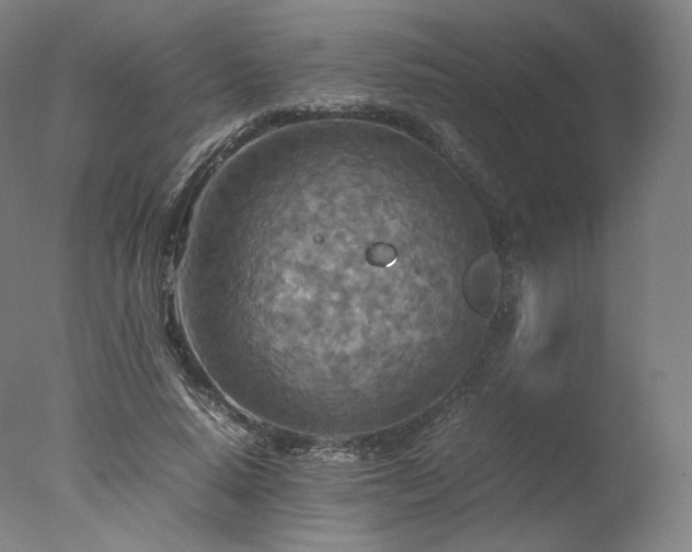 X0000077360640200610201323