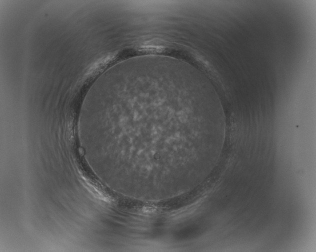 X0000077360641200610201323