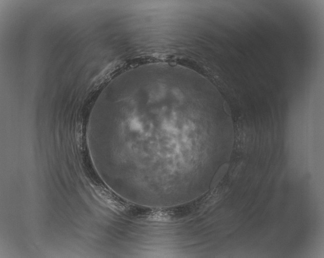 X0000077360656200610201324