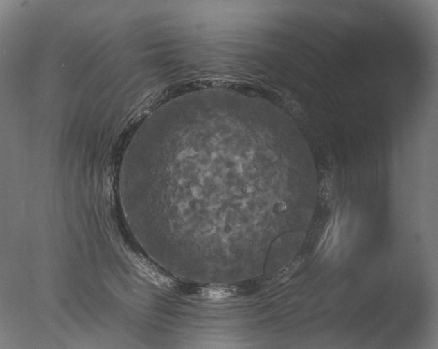 X0000077360662200610201324