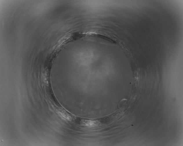 X0000077360663200610201324