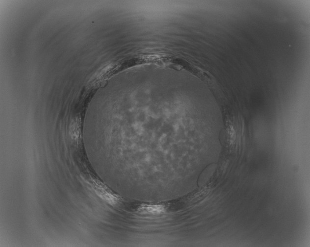 X0000077360665200610201324