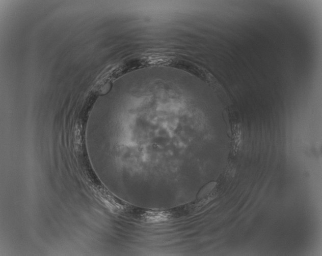 X0000077360667200610201324