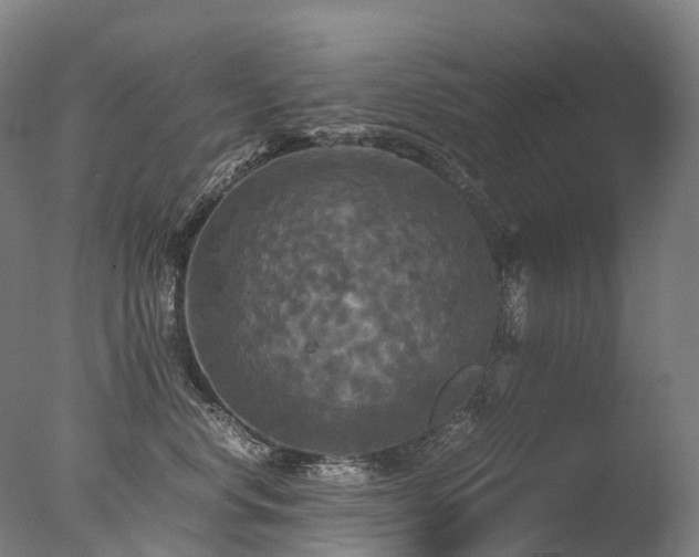 X0000077360668200610201324