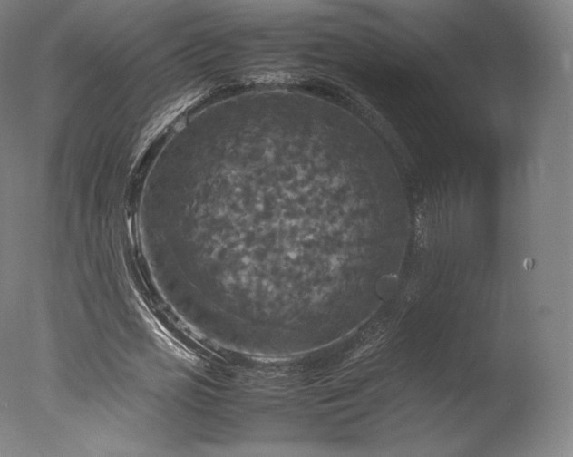 X0000077360725200610201322