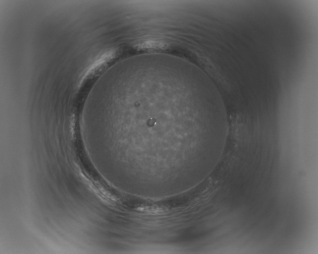 X0000077360735200610201322