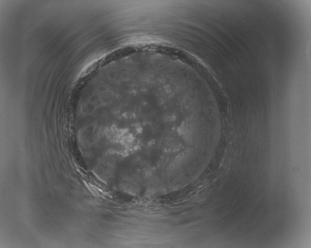 X0000077360775200610201321