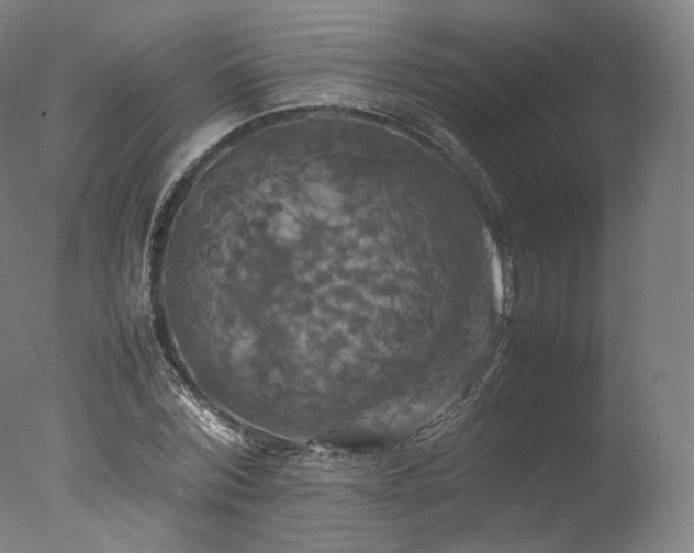 X0000077360780200610201321