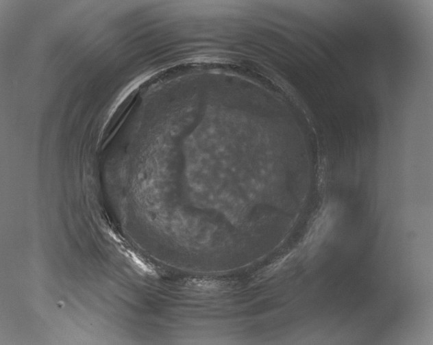 X0000077360829200610201320