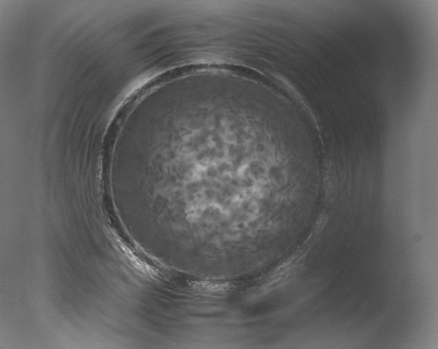 X0000077360831200610201320