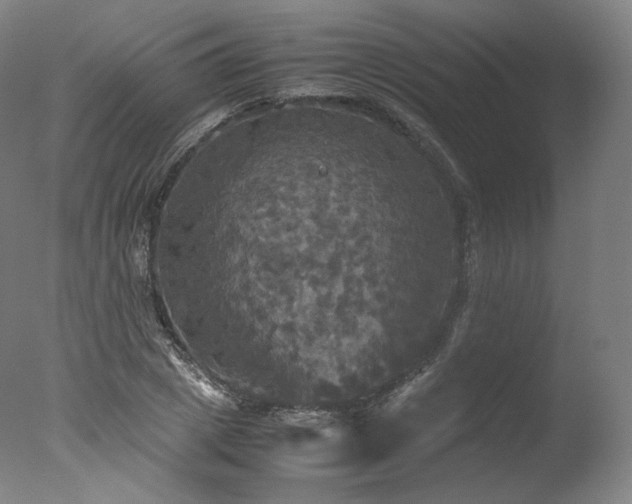 X0000077360833200610201320