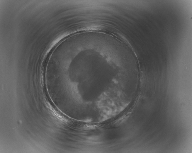 X0000077360835200610201320