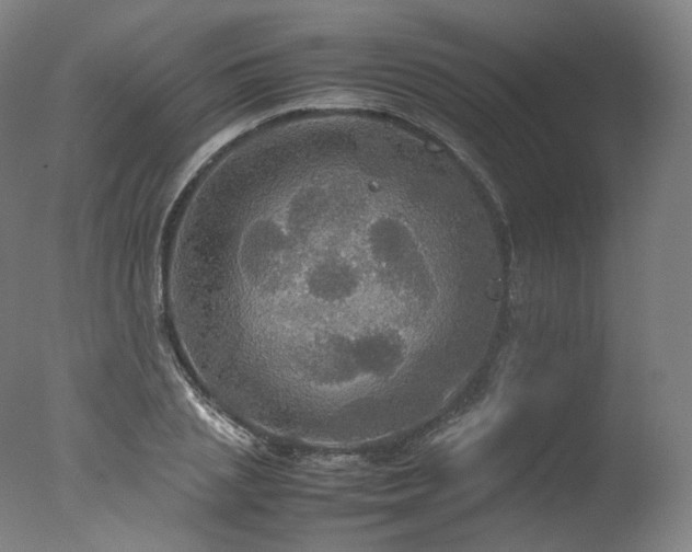 X0000077360837200610201320