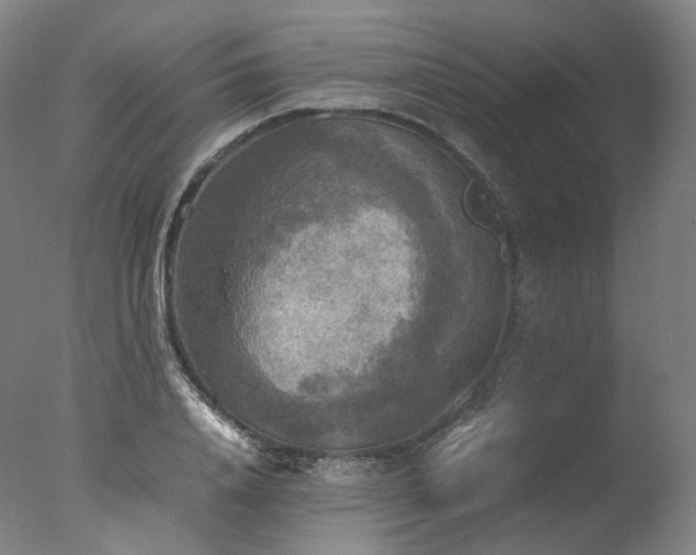 X0000077360840200610201320